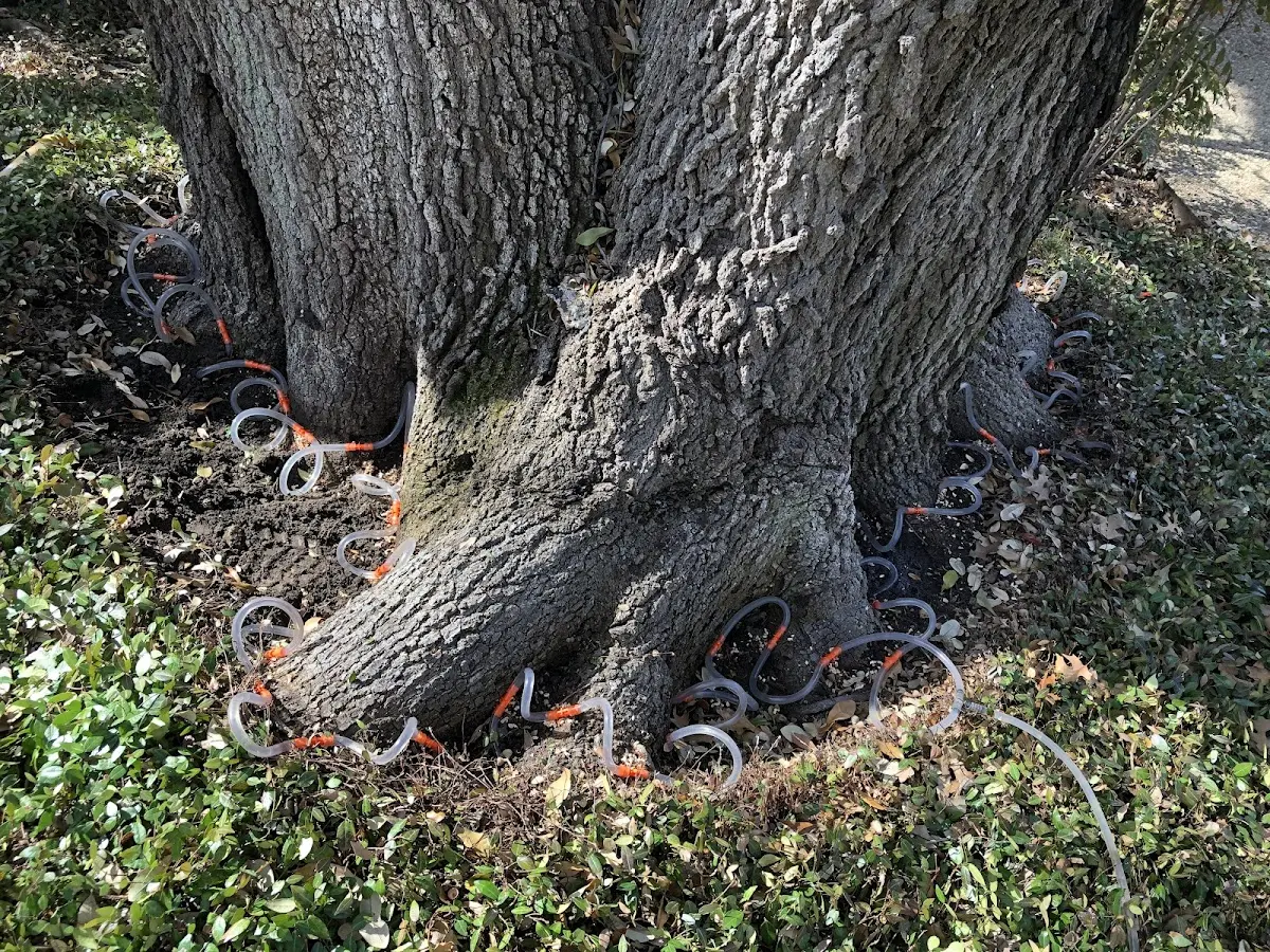 Detailed Tree Cabling and Bracing job site in Vermilion