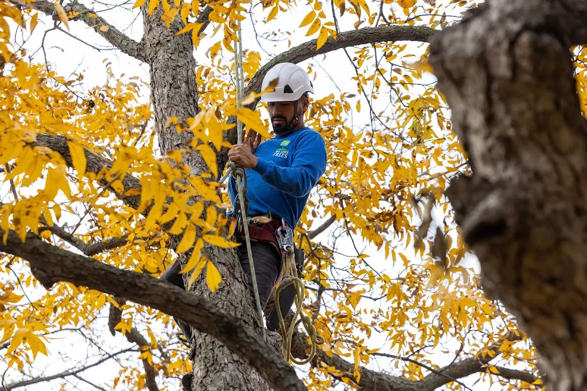 Skilled Tree Planing crew working in Vermilion